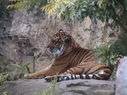 mTiggerȂTigerIlIɂ͓ДNłAǍ̃gDłˁn